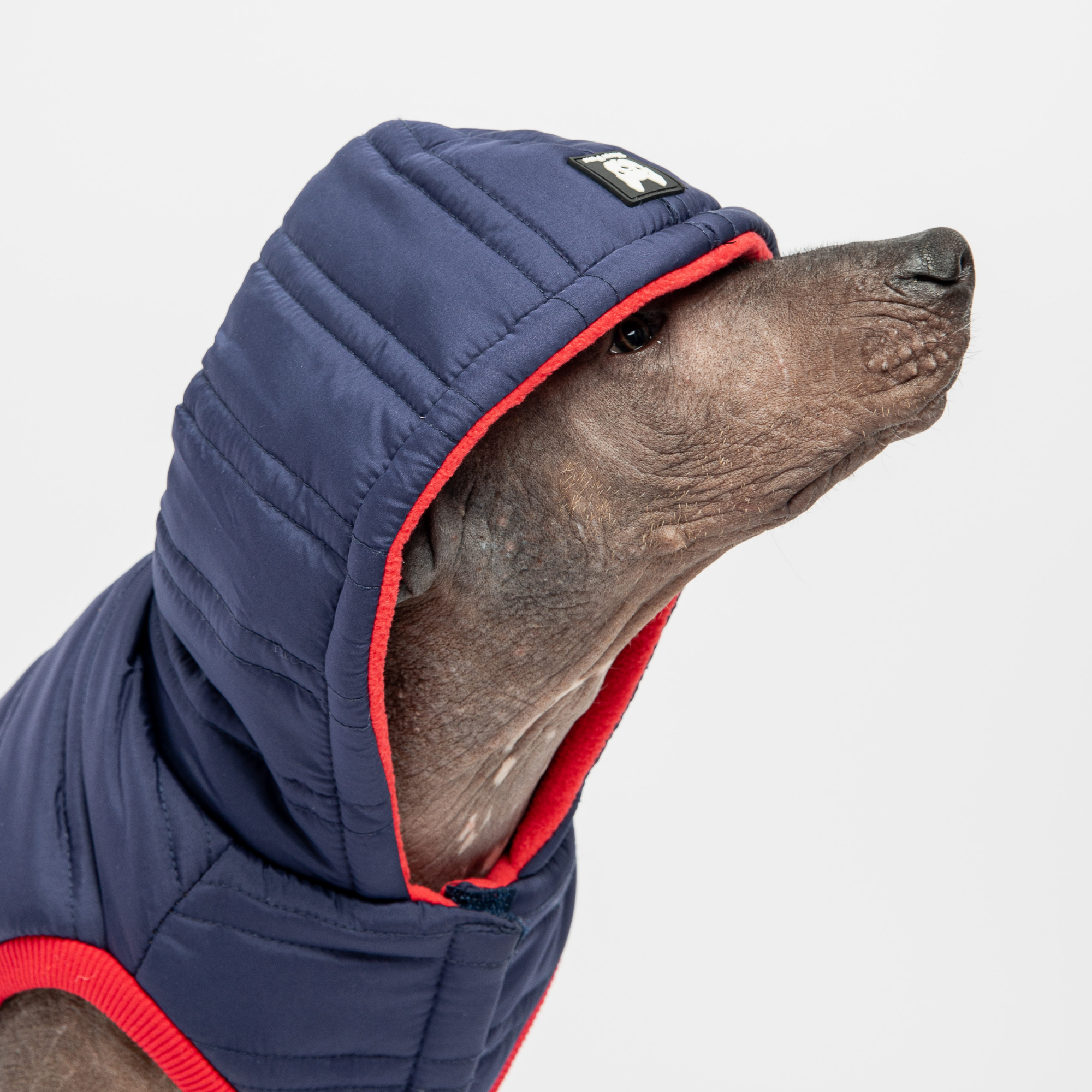 π΅ Noah Dog Jacket β Quilted Water-Resistant Winter Coat with Harness