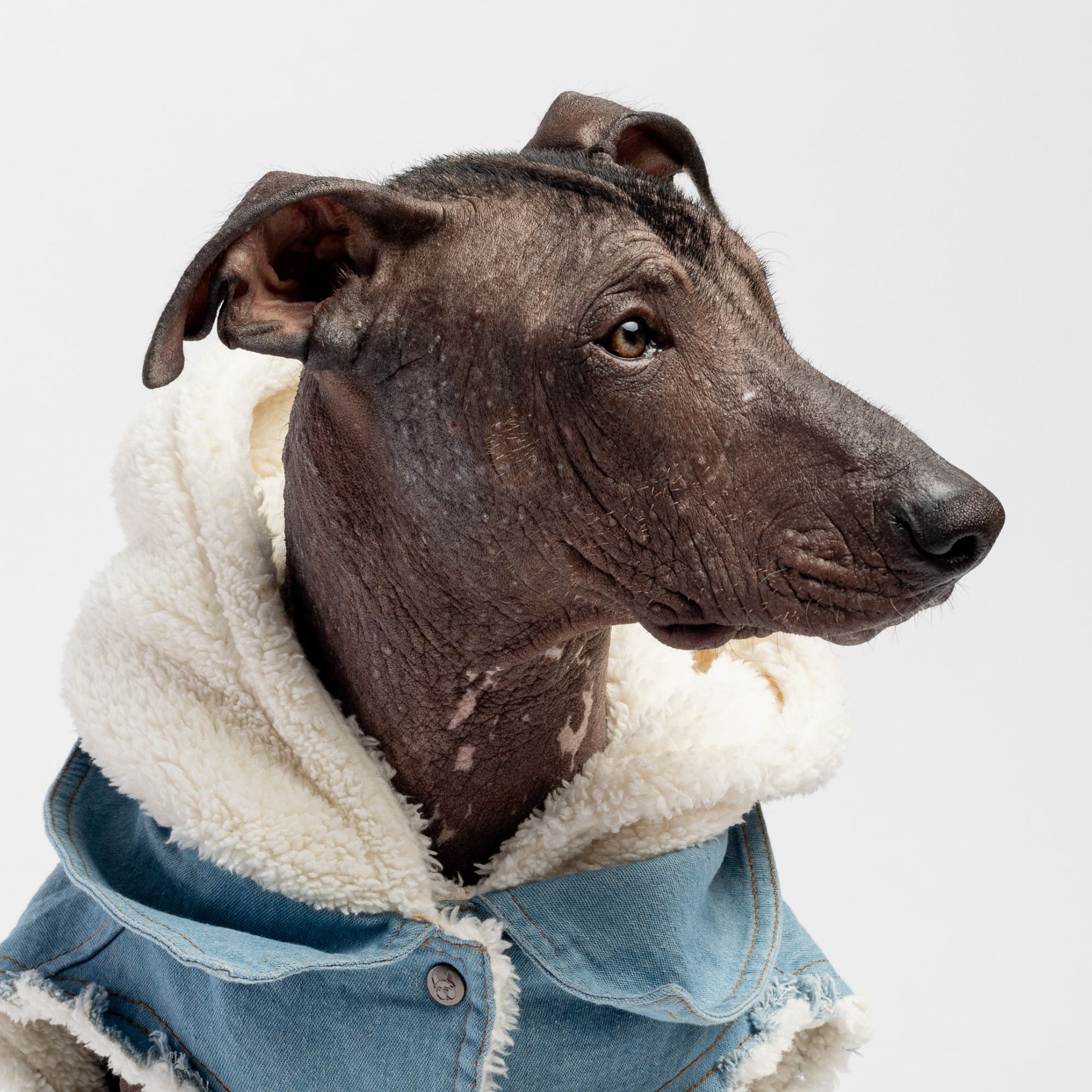 👖 Justin Denim Dog Jacket – Distressed Jean Jacket with Sherpa Lining